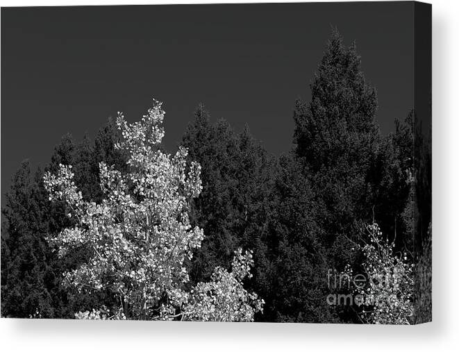 Tree Canvas Print featuring the photograph Autumn Splendor in BW by Kae Cheatham
