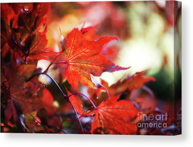 Autumn Canvas Print featuring the photograph Autumn Splendor by Venetta Archer