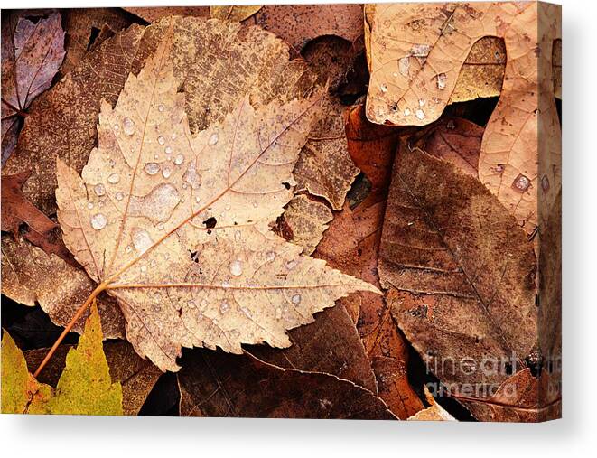 Photography Canvas Print featuring the photograph Autumn Tears by Larry Ricker