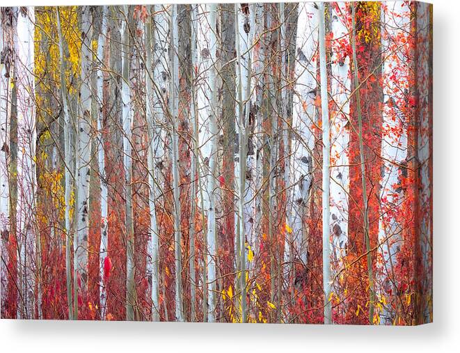 Fall Colors Canvas Print featuring the photograph Autumnly by Ryan Smith