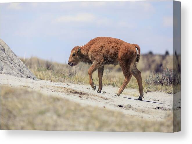 Newborn Bison Canvas Print featuring the photograph Baby Bison Journey by Dan Sproul