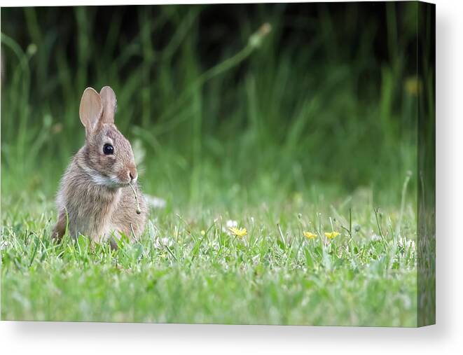 Baby Rabbit Canvas Print featuring the photograph Baby Eastern Cottontail Rabbit by Michael Russell