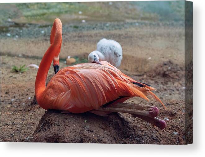 Aiken Sc Canvas Print featuring the photograph Baby Flamingo 14 Days Old 3 by Steve Rich