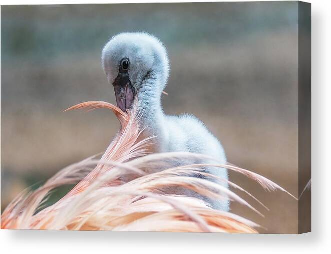 Aiken Sc Canvas Print featuring the photograph Baby Flamingo 14 Days Old 5 by Steve Rich