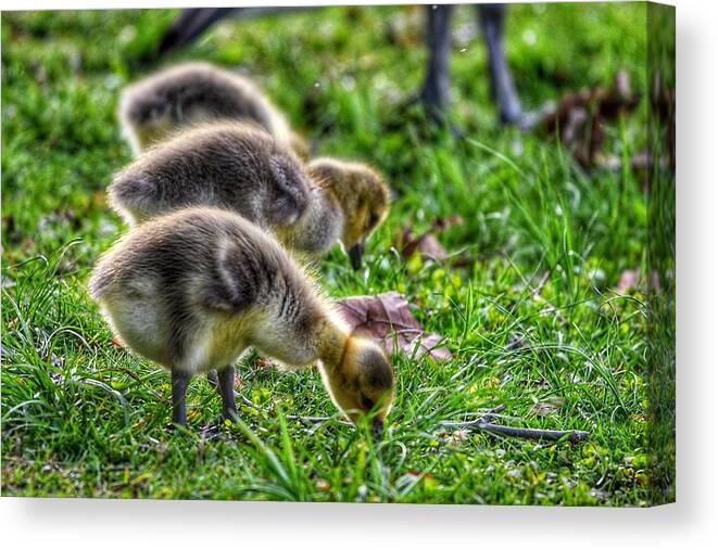 Photo Canvas Print featuring the photograph Baby Geese by Evan Foster