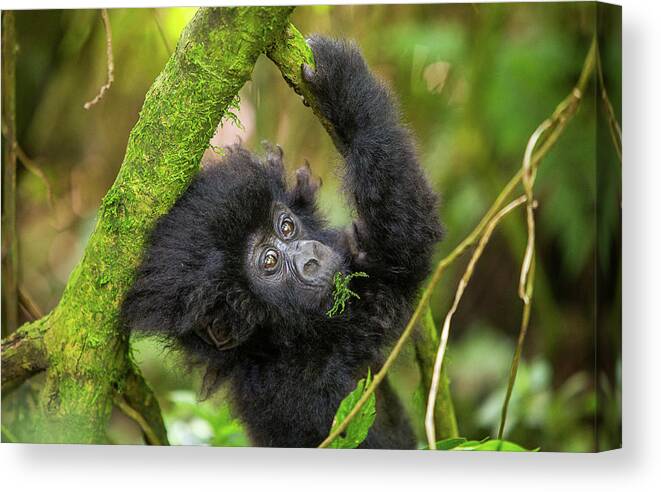 Mountain Gorilla Canvas Print featuring the photograph Baby Mountain Gorilla by Kate Malone