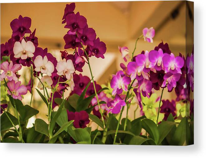 Orchids Canvas Print featuring the photograph Baby Orchids by Roberta Byram