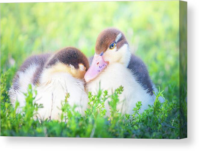 Napping Canvas Print featuring the photograph Baby Snuggle Ducklings by Jordan Hill