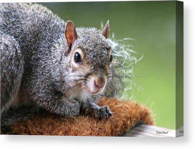 Squirrels Canvas Print featuring the photograph Bad Hair Day But I'm Still Cute by Trina Ansel