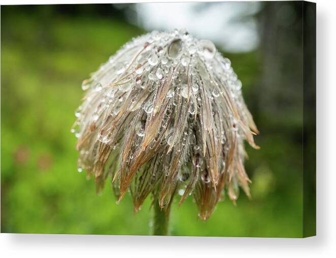 Raindrops Canvas Print featuring the photograph Bad Hair Day by Louise Kornreich