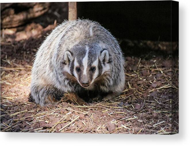 Arizona Canvas Print featuring the photograph Badger Grin by Dawn Richards