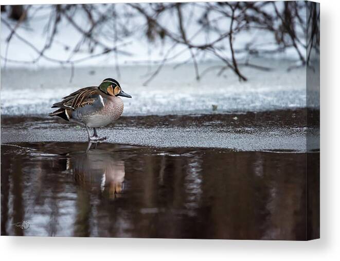 Baikal Teal Canvas Print featuring the photograph Baikal Teal a rare visitor in Sweden by Torbjorn Swenelius