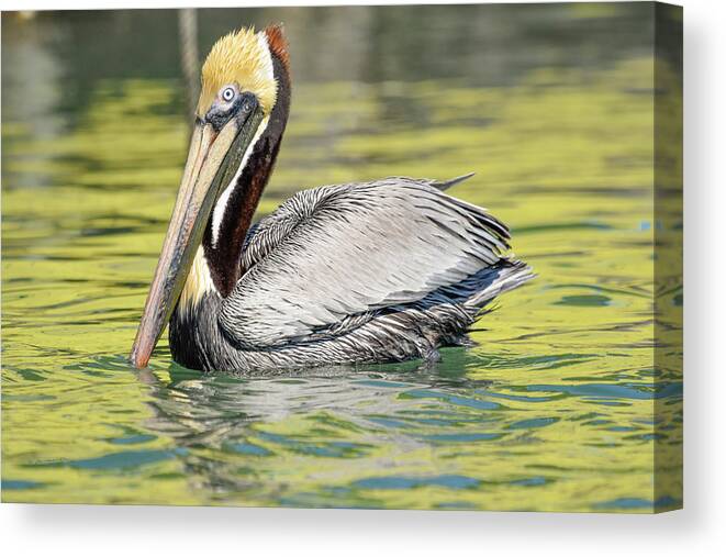 Brown Pelican Canvas Print featuring the photograph Bait Stand Reflections by Christopher Rice