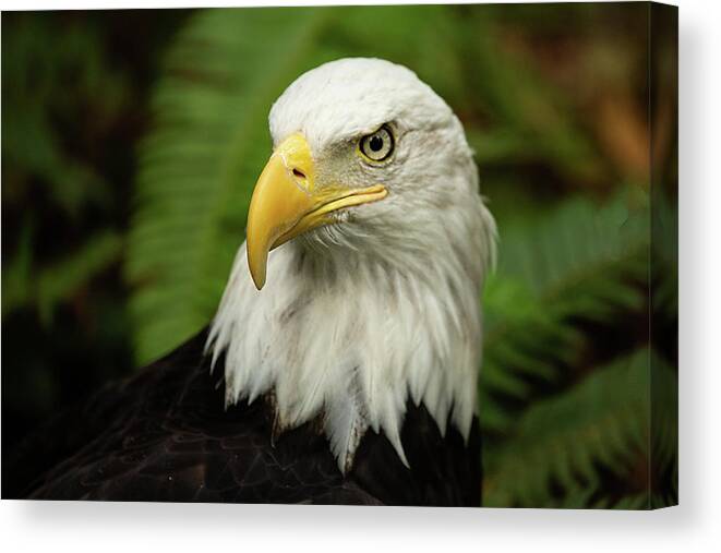 Bald Eagle Canvas Print featuring the photograph Bald Eagle by Bob Cournoyer