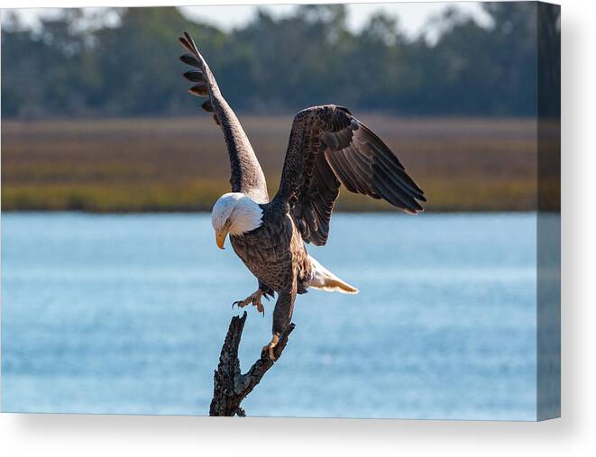 Bald Eagle Canvas Print featuring the photograph Bald Eagle Landing by D K Wall