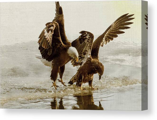 Bird Canvas Print featuring the photograph Bald Eagle Series #9 Ending The Attack by Patti Deters