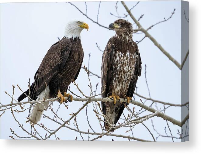 Bald Eagles Canvas Print featuring the photograph Bald Eagles on Branch by Wesley Aston