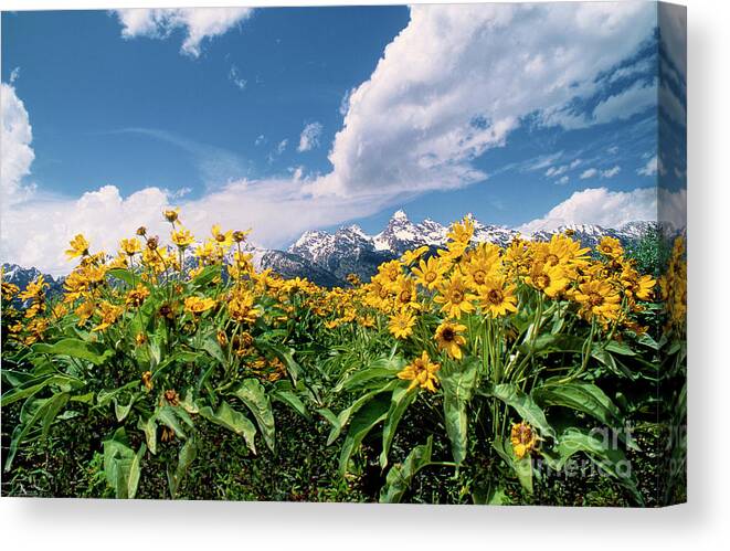 Dave Welling Canvas Print featuring the photograph Balsamroot Below The Tetons Grand Tetons Np by Dave Welling