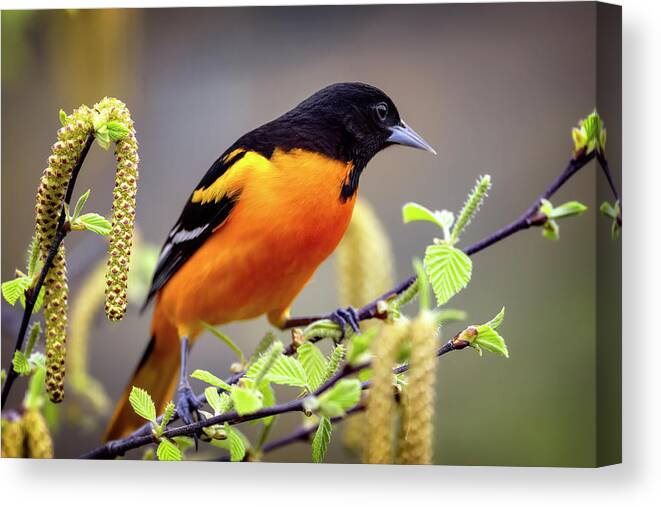 Baltimore Canvas Print featuring the photograph Baltimore Oriole by Al Mueller