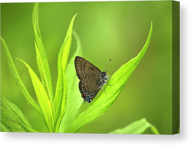 Butterfly Canvas Print featuring the photograph Banded Hairstreak Butterfly Resting On Green Leaf by Christina Rollo