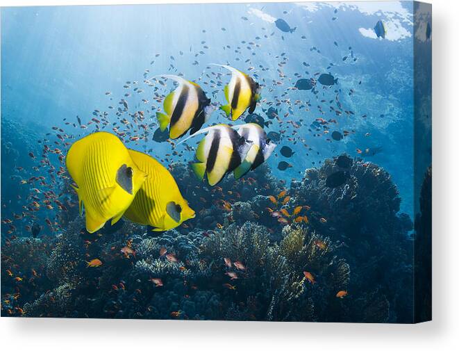 Tranquility Canvas Print featuring the photograph Bannerfish and butterflyfish by Georgette Douwma