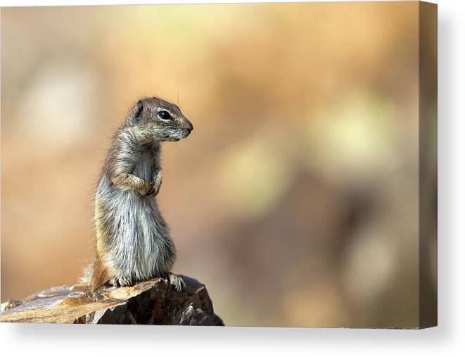 Barbary Ground Squirrel Canvas Print featuring the photograph Barbary Ground Squirrel, Atlantoxerus getulus, Canary Islands, Spain by Tony Mills