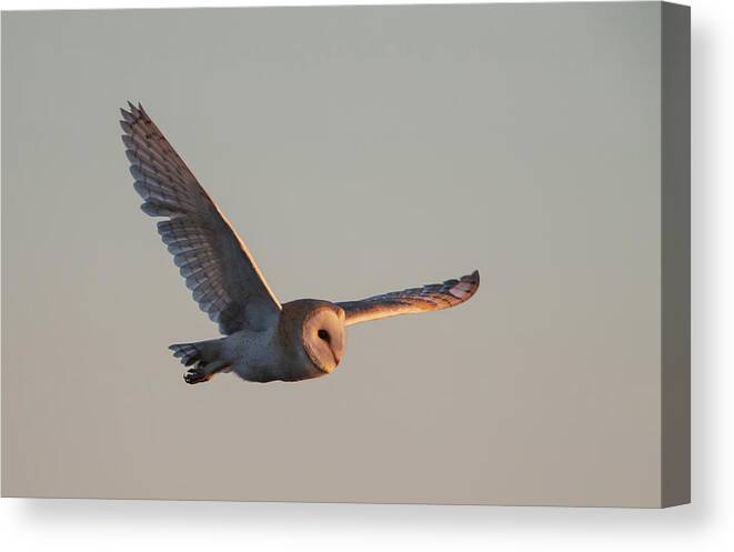 Barn Canvas Print featuring the photograph Barn Owl Hunting In Winter by Pete Walkden