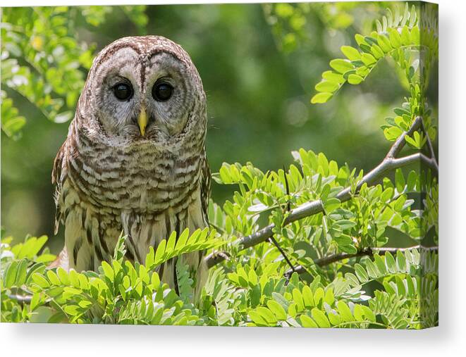 Barred Owl Canvas Print featuring the photograph Barred Owl by Linda Shannon Morgan