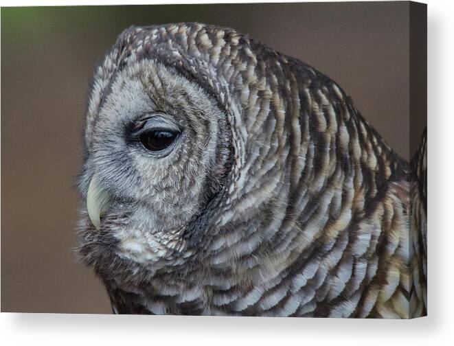Barred Owl Looks On Canvas Print featuring the photograph Barred Owl looks on by Carolyn Hall