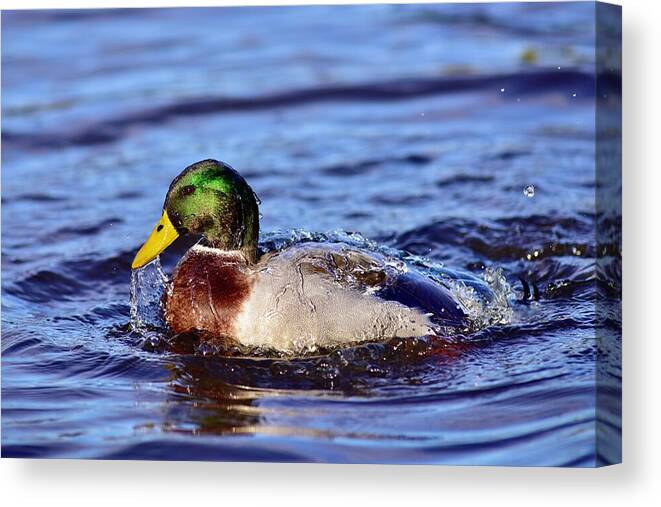 Water Off A Ducks Back Canvas Print featuring the photograph Bath Time by Neil R Finlay