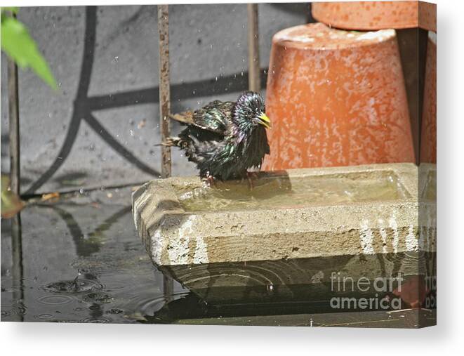 Wildlife Canvas Print featuring the photograph Bath Time by Patricia Youngquist