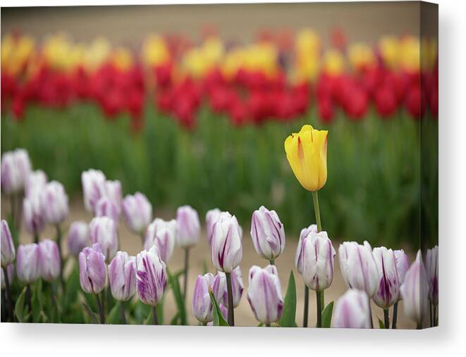 Tulip Canvas Print featuring the photograph Be Different. Rise Above by Steve Gravano
