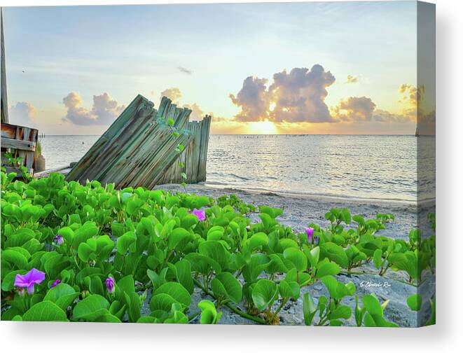 Rockport Canvas Print featuring the photograph Beach Morning Glory by Christopher Rice