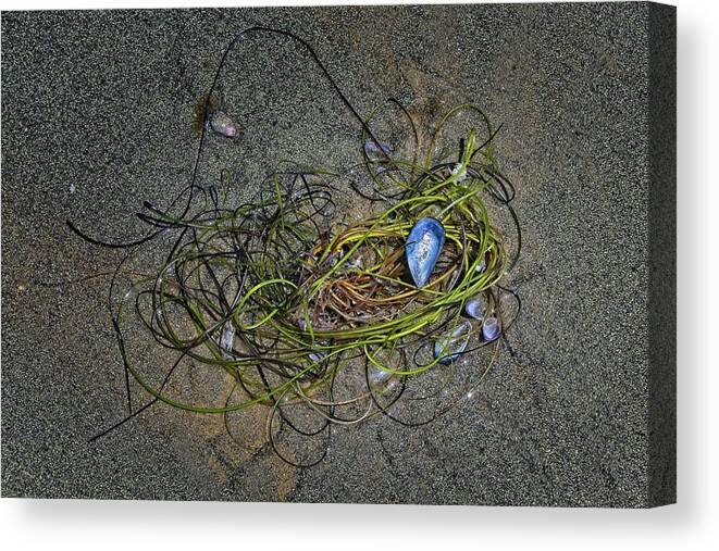 Marine Canvas Print featuring the photograph Beach Still Life #1 by Loren Gilbert