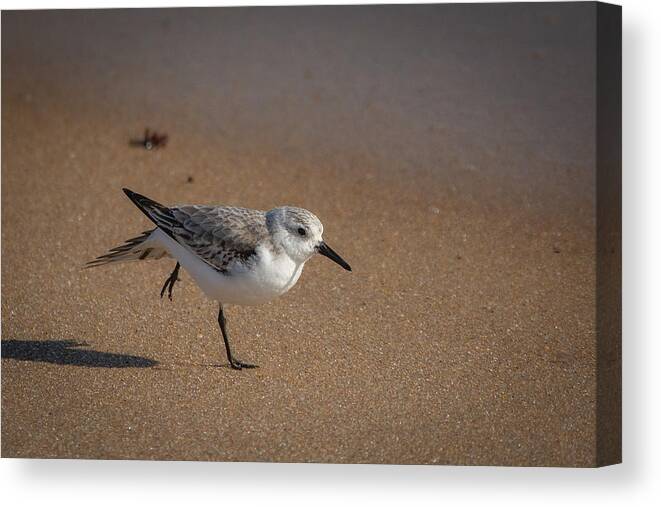 Bird Canvas Print featuring the photograph Beach Yoga by Linda Bonaccorsi