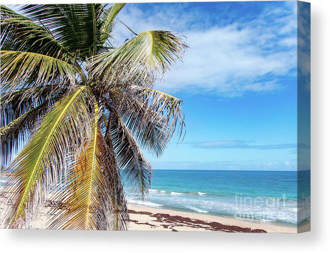 Condado Canvas Print featuring the photograph Beachy Palm Branches, Condado Beach, San Juan, Puerto Rico by Beachtown Views