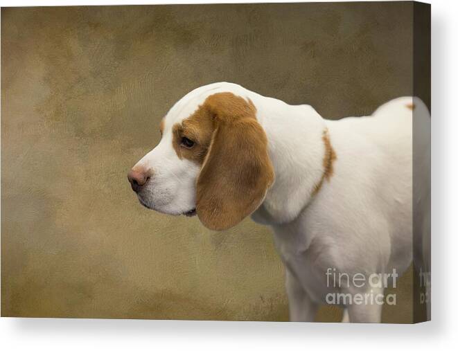Dog Canvas Print featuring the photograph Beagle in Profile by Eva Lechner