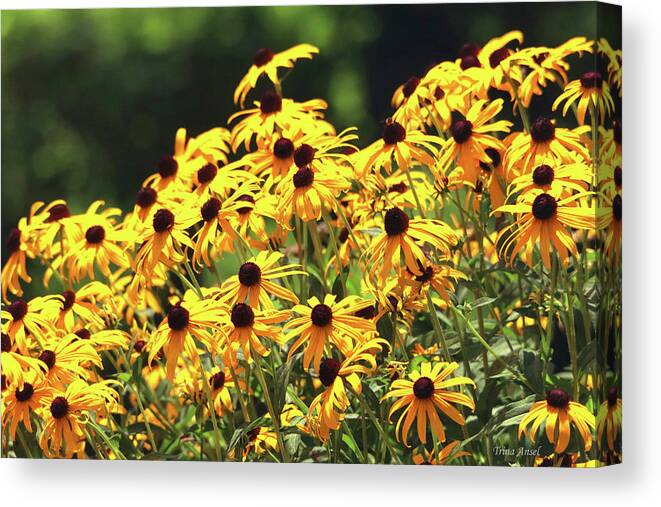 Flowers Canvas Print featuring the photograph Beautiful Black-Eyed Susan Flowers by Trina Ansel