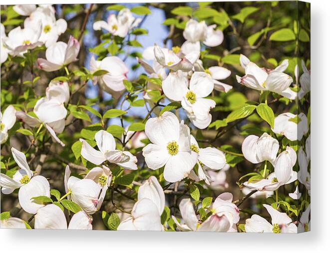 Beautiful Canvas Print featuring the photograph Beautiful Flowering Dogwood by Marianne Campolongo