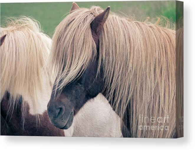 Horse Canvas Print featuring the photograph Beautiful icelandic horse by Delphimages Photo Creations
