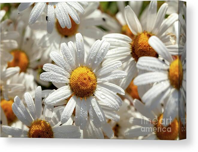 Daisies Canvas Print featuring the photograph Beautiful large wild daisies with water drops by Simon Bratt