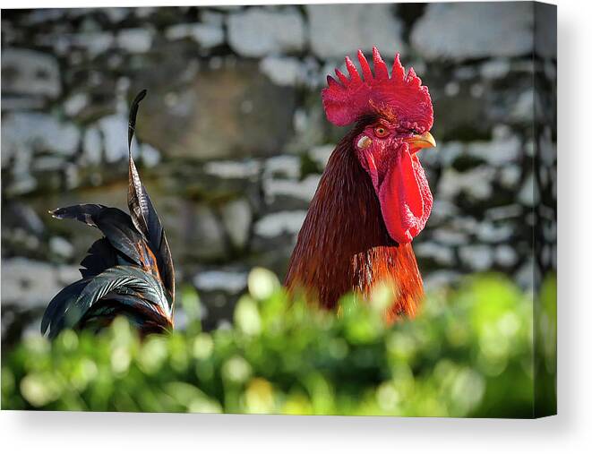 Rooster Canvas Print featuring the photograph Beautiful Rooster by Louise Tanguay