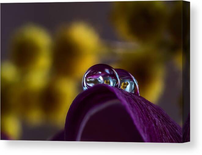 Macro Canvas Print featuring the photograph Beautiful water drops by Wolfgang Stocker