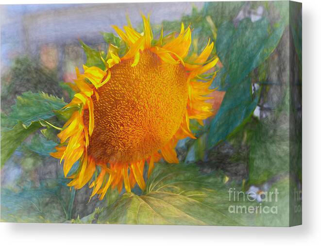 Sunflowers Canvas Print featuring the photograph Beauty of a sunflower by Janice Drew