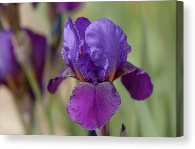 Jenny Rainbow Fine Art Photography Canvas Print featuring the photograph Beauty Of Irises. Con Brio by Jenny Rainbow