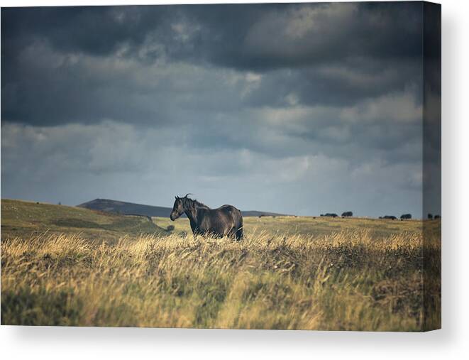 Photographs Canvas Print featuring the photograph Beauty of Solitude by Lisa Saint