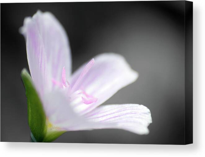 Beauty Of The Spring Canvas Print featuring the photograph Beauty of the Spring by Dylan Punke