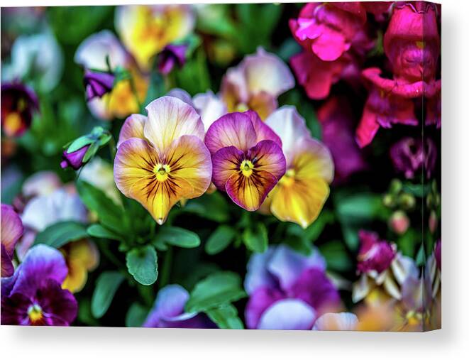 Flower Garden Bed Canvas Print featuring the photograph Bed Of Hearts by Az Jackson