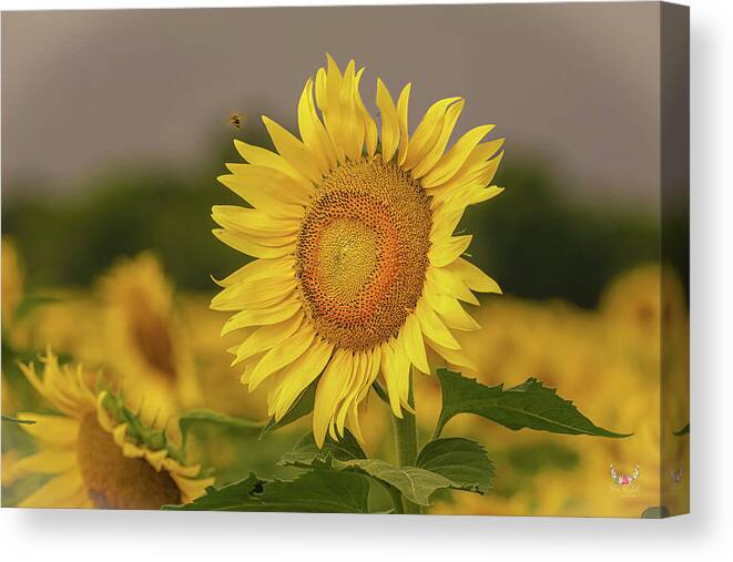 Sunflowers Canvas Print featuring the photograph Bee and Sunflower by Pam Rendall