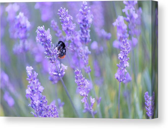 Lavender Canvas Print featuring the photograph Bee buzzing in the lavender by Andrew Lalchan